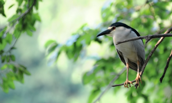 择木而栖前面是什么,择良木而栖下一句是什么图1