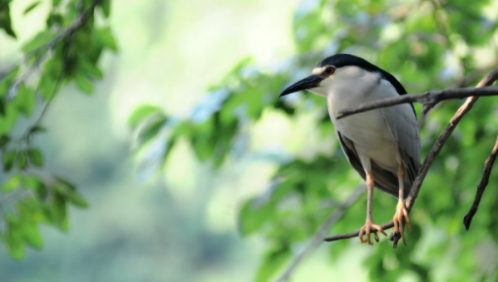 择木而栖前面是什么,择良木而栖下一句是什么图2