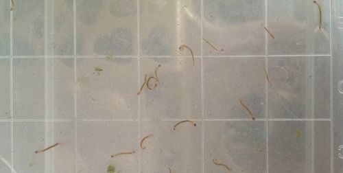 孑孓是哪种动物的幼虫