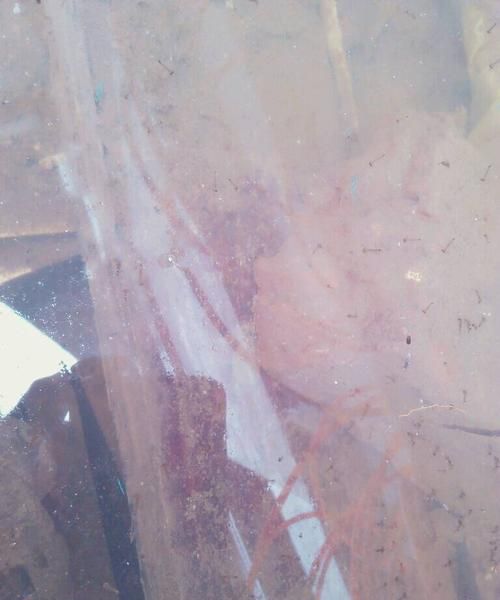 孑孓是什么动物的幼虫