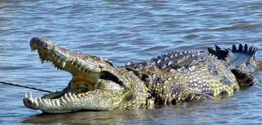 鳄鱼能吃,我一刀下去最新版图6