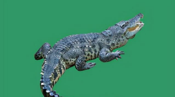 鳄鱼能吃,我一刀下去最新版图1