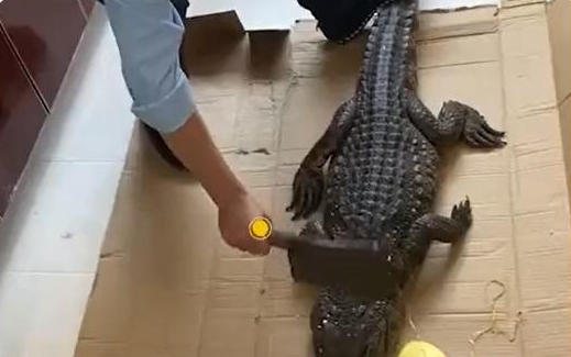 鳄鱼能吃,我一刀下去最新版图3