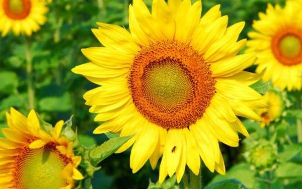 向日葵的花语,向日葵的花语是什么图1