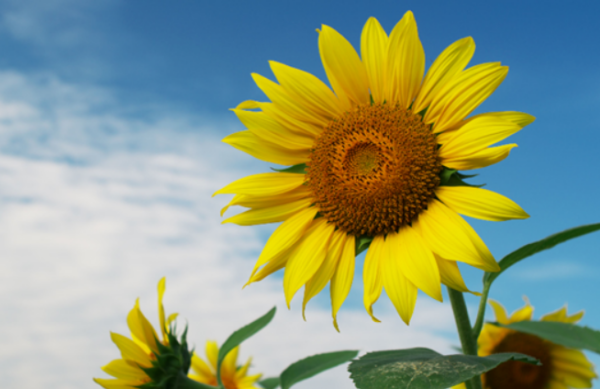 向日葵的花语,向日葵的花语是什么图5