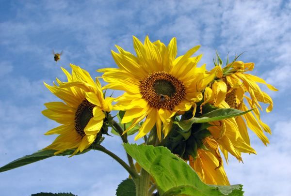 向日葵的花语,向日葵的花语是什么图2