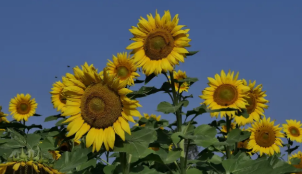 向日葵的花语,向日葵的花语是什么图3