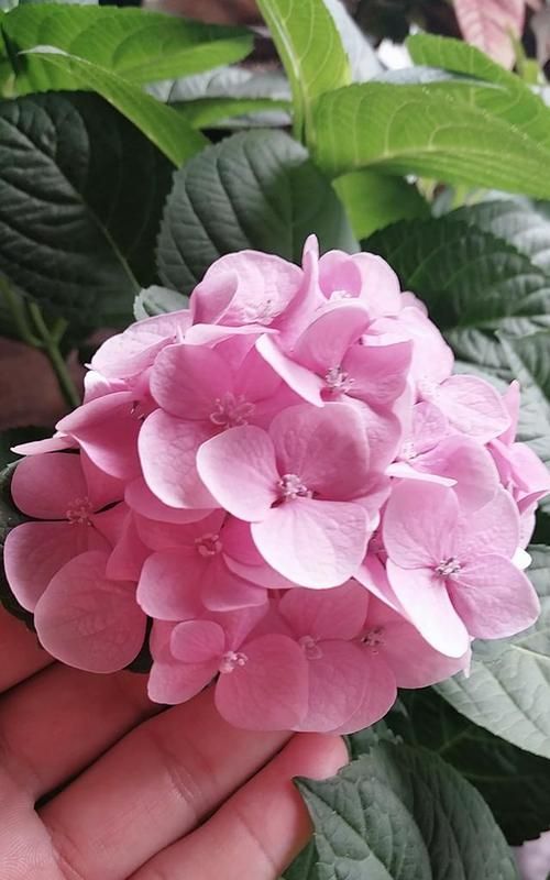 什么花四季都开