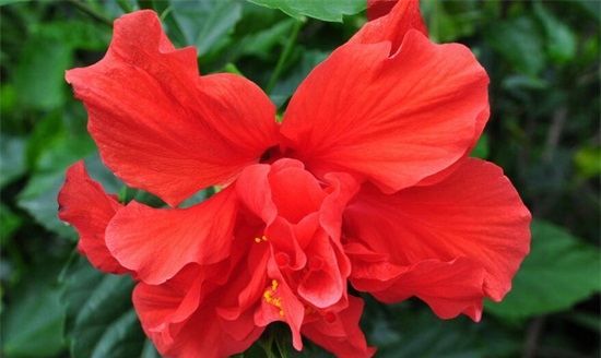 四季常开的花有哪些,一年四季都盛开的花有哪些图片图10