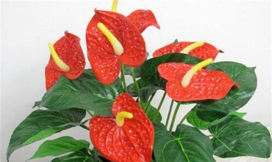 四季常开的花有哪些,一年四季都盛开的花有哪些图片图9