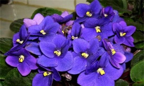 四季常开的花有哪些,一年四季都盛开的花有哪些图片图12