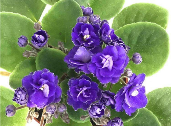 四季常开的花有哪些,一年四季都盛开的花有哪些图片图3