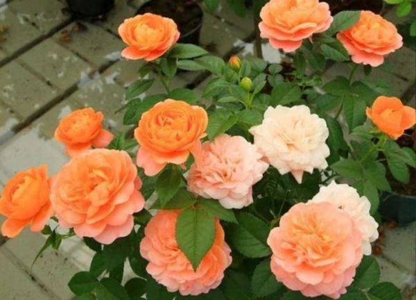 四季常开的花有哪些,一年四季都盛开的花有哪些图片图5