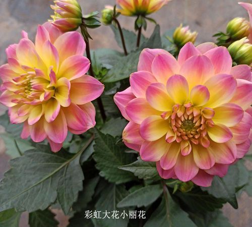 什么花四季常开