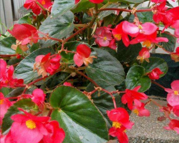 四季常开的花有哪些,一年四季都盛开的花有哪些图片图1