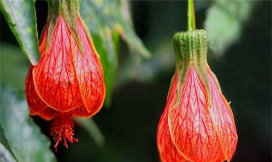 四季常开的花有哪些,一年四季都盛开的花有哪些图片图8