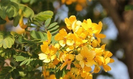 四季常开的花有哪些,一年四季都盛开的花有哪些图片图11