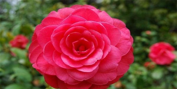 四季常开的花有哪些,一年四季都盛开的花有哪些图片图7