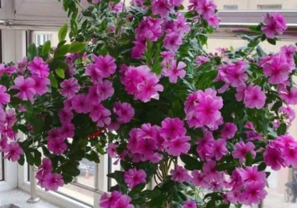 四季常开的花有哪些,一年四季都盛开的花有哪些图片图2