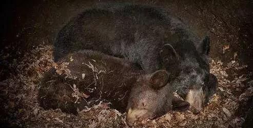 有哪些动物会冬眠(为什么有些动物会冬眠)图1