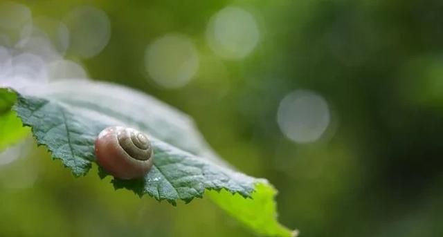 有哪些动物会冬眠(为什么有些动物会冬眠)图4