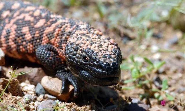 有哪些动物会冬眠(为什么有些动物会冬眠)图3