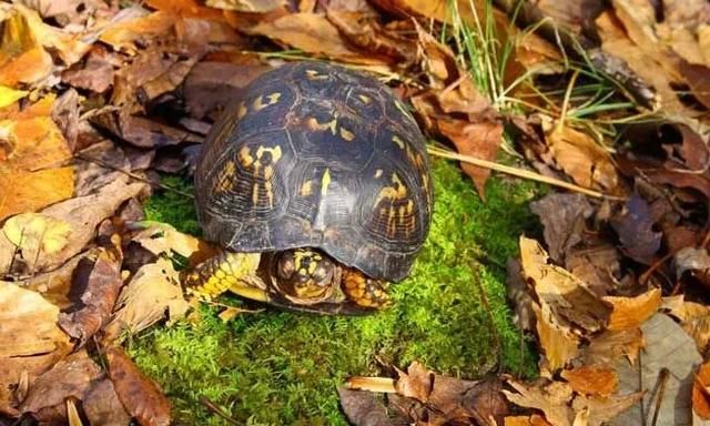 有哪些动物会冬眠(为什么有些动物会冬眠)图5