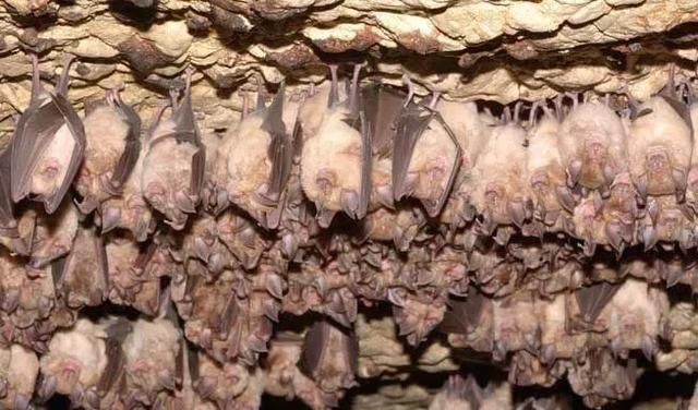 有哪些动物会冬眠(为什么有些动物会冬眠)图10