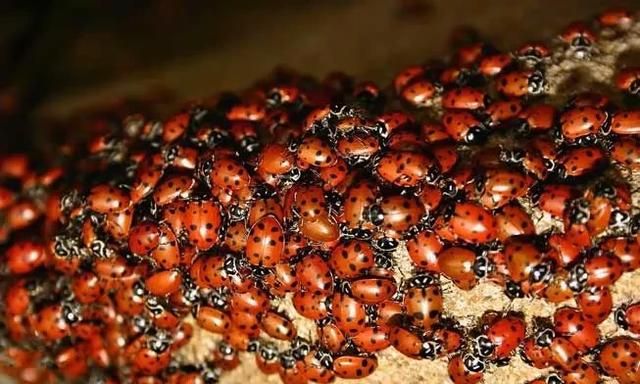 有哪些动物会冬眠(为什么有些动物会冬眠)图12