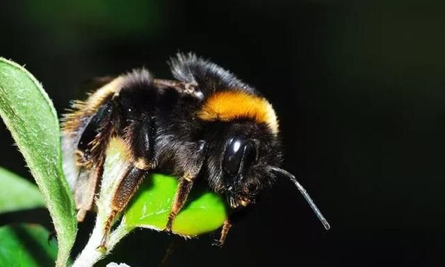 有哪些动物会冬眠(为什么有些动物会冬眠)图7