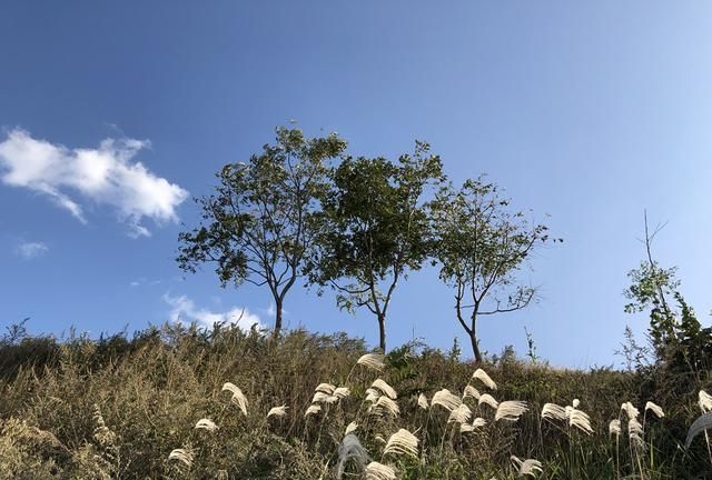 有哪些动物会冬眠(为什么有些动物会冬眠)图15