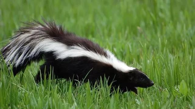 有哪些动物会冬眠(为什么有些动物会冬眠)图11