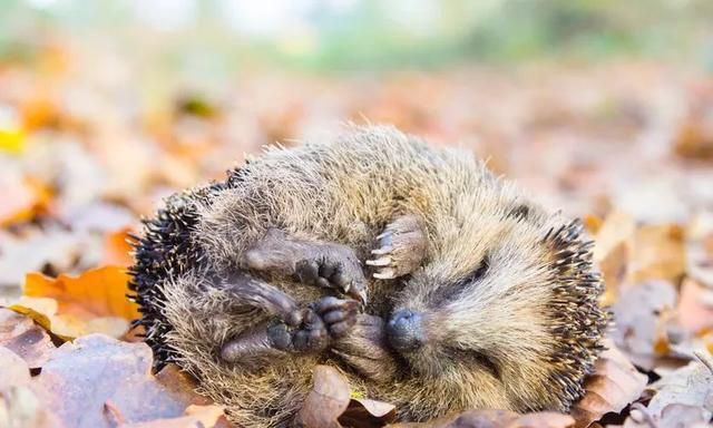 有哪些动物会冬眠(为什么有些动物会冬眠)图13