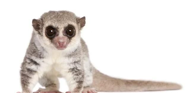 有哪些动物会冬眠(为什么有些动物会冬眠)图14