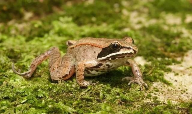 有哪些动物会冬眠(为什么有些动物会冬眠)图2