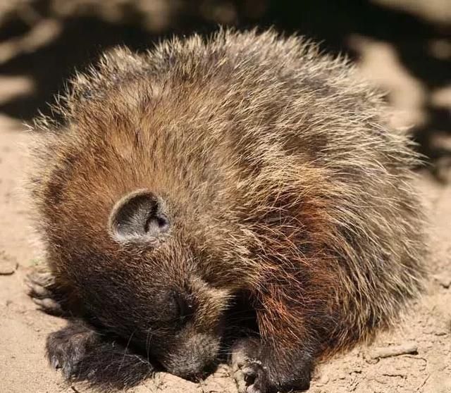 有哪些动物会冬眠(为什么有些动物会冬眠)图8