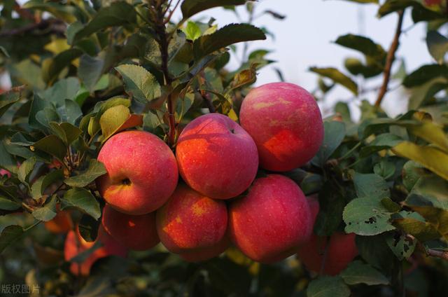 山东红富士苹果收购价格（收购价突破7元斤）(6)