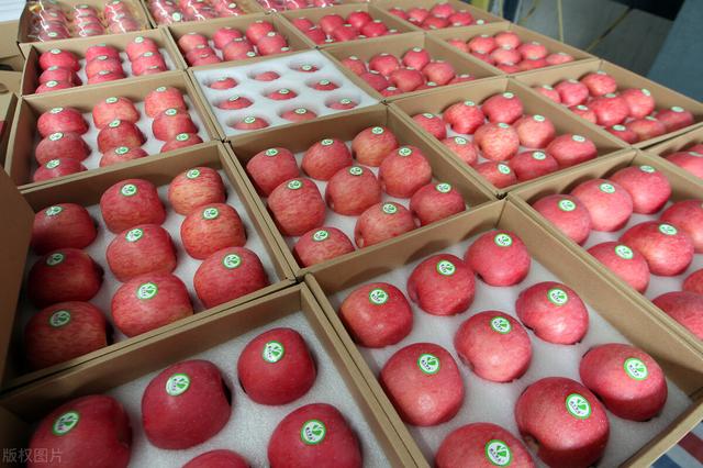 山东红富士苹果收购价格（收购价突破7元斤）(4)