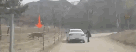 北京八达岭野生动物园可以开车进去吗（北京八达岭野生动物园又有人擅自下车）(2)