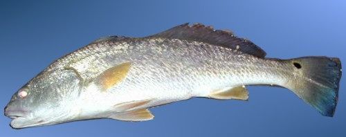 12月份海鲜有哪些