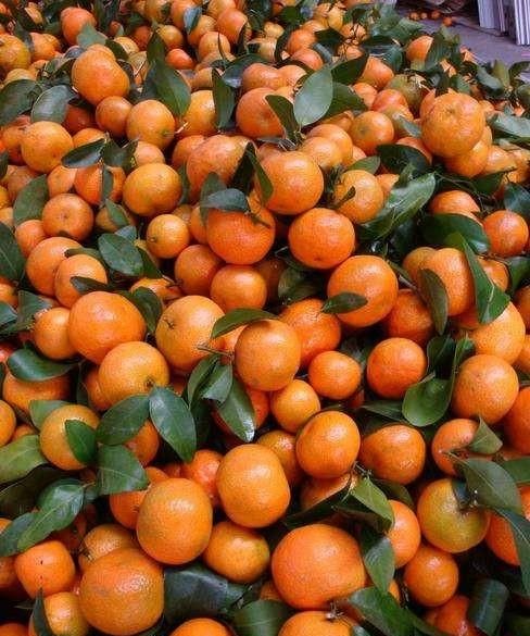 南丰蜜桔和沙糖桔的区别,蜜橘和沙糖桔的区别。为什么砂糖桔地头价2到4元。但北方零售却一块多一斤?图3