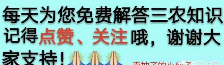 南丰蜜桔和沙糖桔的区别,蜜橘和沙糖桔的区别。为什么砂糖桔地头价2到4元。但北方零售却一块多一斤?图4