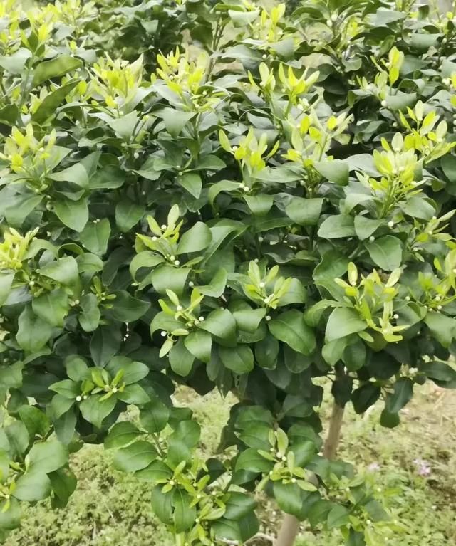 南丰蜜桔和沙糖桔的区别,蜜橘和沙糖桔的区别。为什么砂糖桔地头价2到4元。但北方零售却一块多一斤?图5