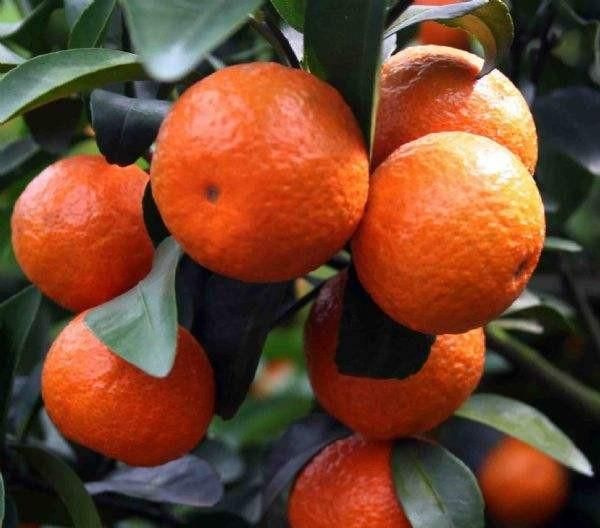 南丰蜜桔和沙糖桔的区别,蜜橘和沙糖桔的区别。为什么砂糖桔地头价2到4元。但北方零售却一块多一斤?图2