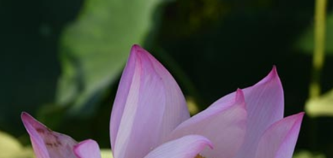 什么时候入伏202,入伏是啥时候入伏的时间是啥时候的图2