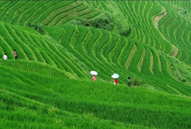 龙脊梯田在广西哪个县，广西桂林龙脊梯田离八角塞远么？图7