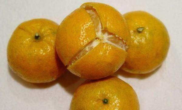 陈皮是用哪种桔子做的,正宗陈皮是用什么桔子的皮图片图5