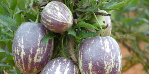 人参果怎样才是熟了,人生果怎么判断熟了图4