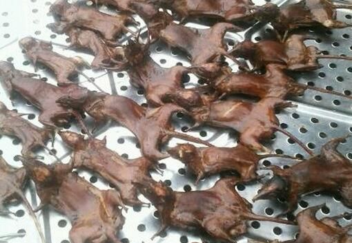 老鼠干是属于哪个地方的