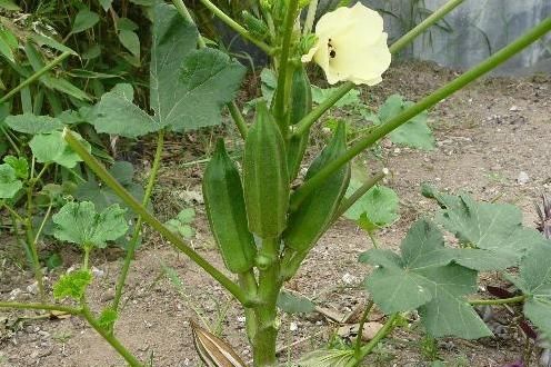 黄花秋葵是什么